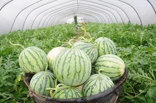 吃瓜网51官网版 临朐网红大玲子事件