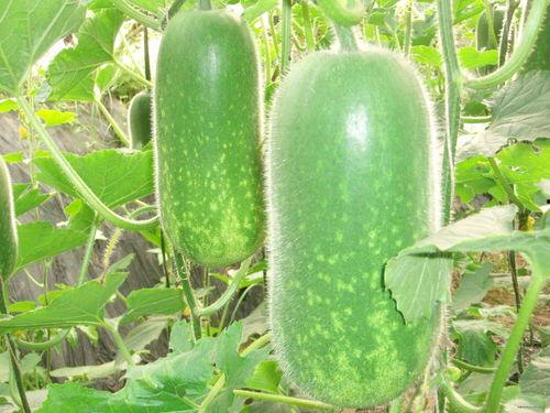 吃瓜视频在线 热门大瓜每日必吃大瓜,吃瓜视频在线，热门事件一网打尽